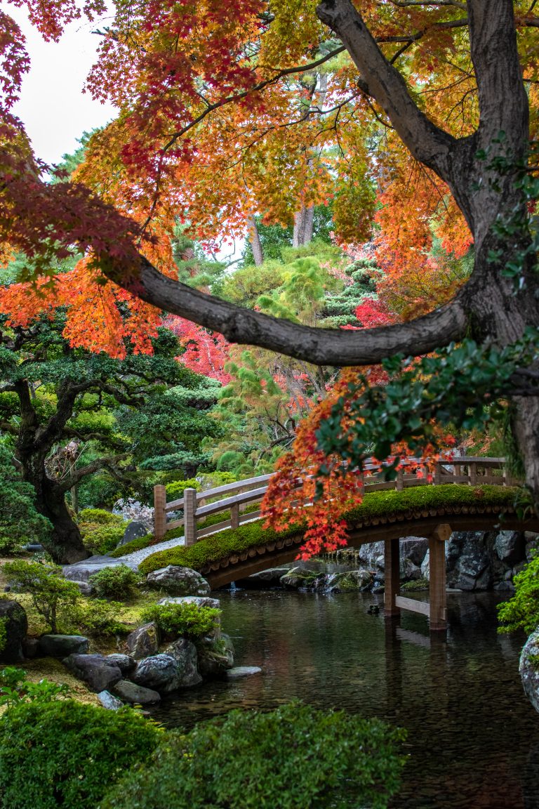 Jardin japonais